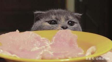 猫吃什么肉比较有营养 