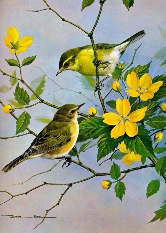 春天到了,快来看这组活泼可爱的小鸟和花卉吧 
