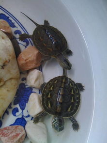 这是什么品种的乌龟,一天喂多少粒龟粮 