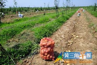 东营这个村遭遇八万斤土豆滞销 丰收的土豆愁坏了农民