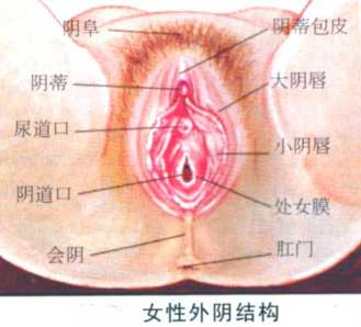 多图详解健康女性私处生理构造