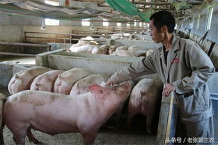 搞养殖的农民注意了 养猪国家给补贴 最高500万元