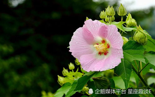 3月17日星座运势 攻势凌厉,思路清晰的四大星座