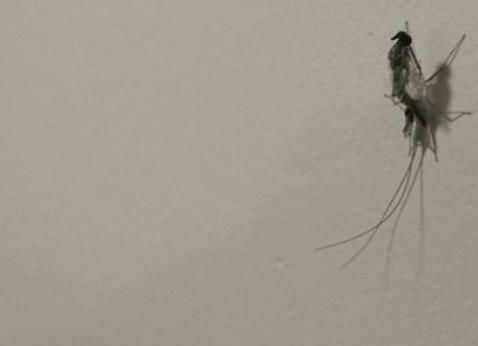 关于蚊子的搞笑诗句