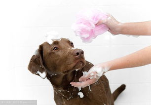 如何挑选狗狗沐浴露,为什么要给狗狗用专用香波 