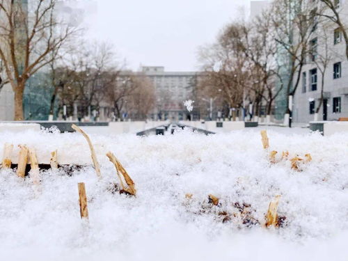 首医下雪啦 2022第一场雪,大寒至春可期