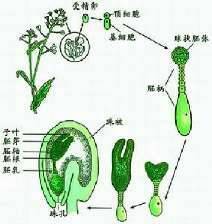 菠菜是被子植物吗,被子植物的种子由哪些部分构成？