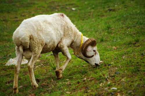 2003年出生属羊什么命 2003年属羊的命运如何