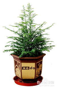 红豆杉养护方法,红豆杉是一种常见的植物，其优美的形态和丰富的色彩使其成为许多人喜爱的室内植物之一