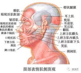 康复真相 眉毛可以 一高一低 ,不一定是高手,也可能是面瘫