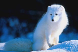 做梦梦见一只白狐狸是什么意思 周公解梦 