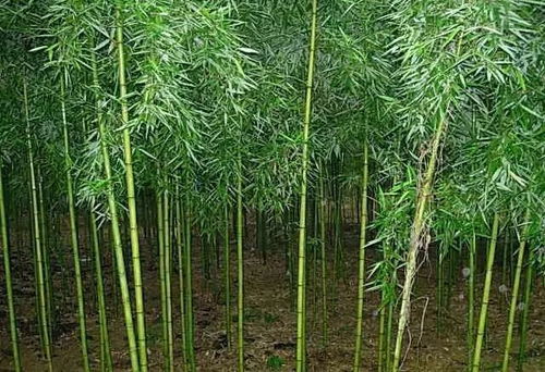 竹子该怎么种,种植环境选择