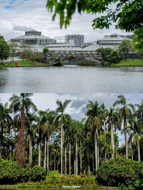 广州华南植物园全攻略,夏日避暑拍照圣地 