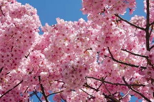哪里的樱花最美 日本全境20大赏樱名所指南