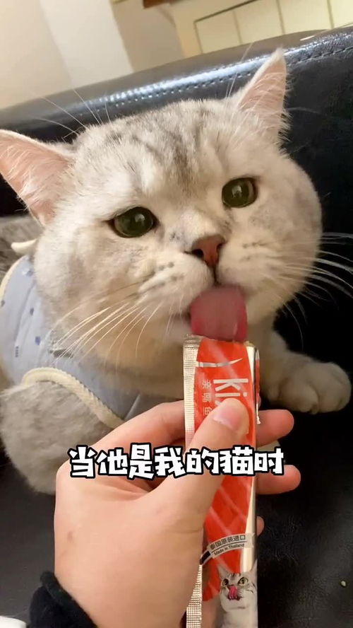 怀里的小猫咪突然不香了,不懂就问,为什么别人的都是好的 