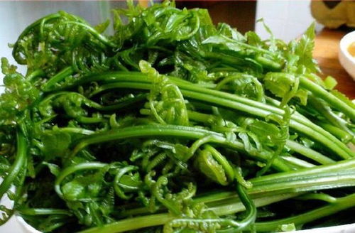 蕨菜到底能不能吃对身体有害吗