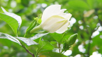 栀子花怎么养好一些,栀子花养护秘籍：让你的栀子花绽放出最美的光彩