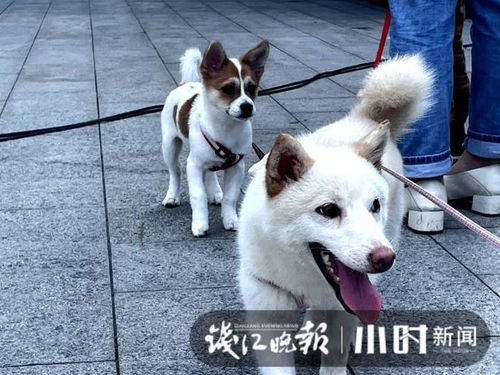 想不想养一只天使狗狗 今天杭州有场公益讲座现场来指导