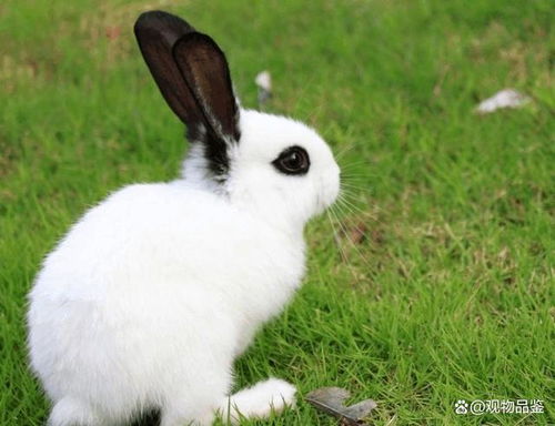 兔子形状的特殊符号 兔子的形象很是可爱