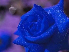 蓝玫瑰长什么样？