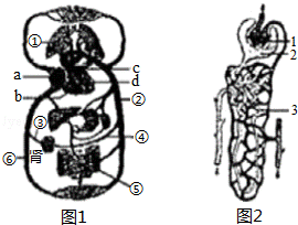 身体右边是什么器官图 搜狗图片搜索