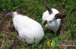 辽宁鞍山杂交肉兔养殖场,比利时兔多少钱 