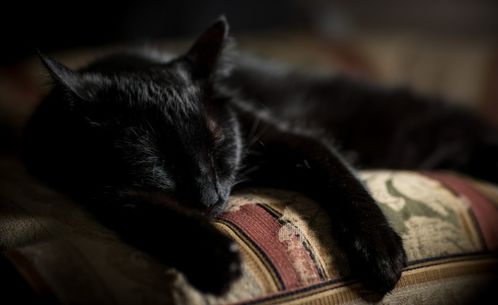 为什么不建议和猫咪一起睡,养猫人必须知道