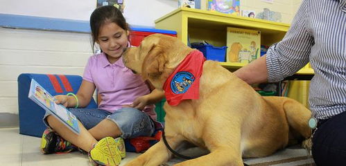 你会同意在学校养狗吗 如果学校引入治疗犬,会给孩子带来什么