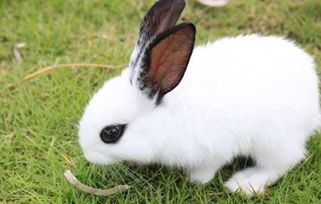 为什么兔子耳朵那么脏,兔子耳朵脏怎么清理 