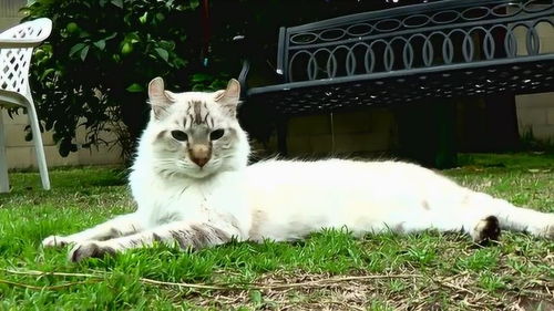 真帅 一只罕见的猫,高地猞猁杂交猫 
