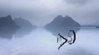 奈何明月照沟渠的上一句是什么(奈何明月照沟渠) 