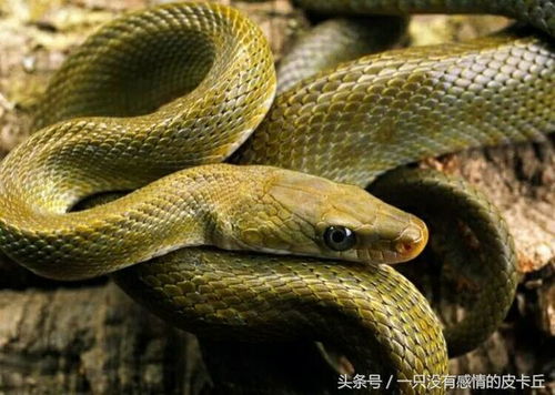 蛇仙故事 化蛇