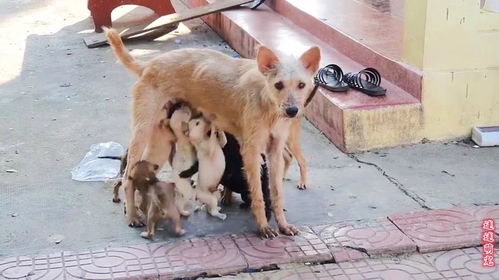 可怜的流浪狗街上喂小狗,护小狗护的厉害,想个方法帮助它