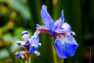 蓝色鸢尾花的花语英语,Iroducio