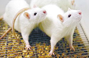 乌头类中药大鼠胚胎发育毒性体内外试验研究 飞凡检测