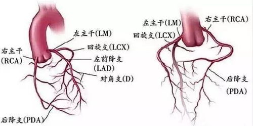 心脏有三根大血管,堵死一根还能正常工作吗