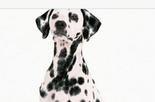 斑点狗是一种非常聪明,机灵,活泼,奔放的宠物狗