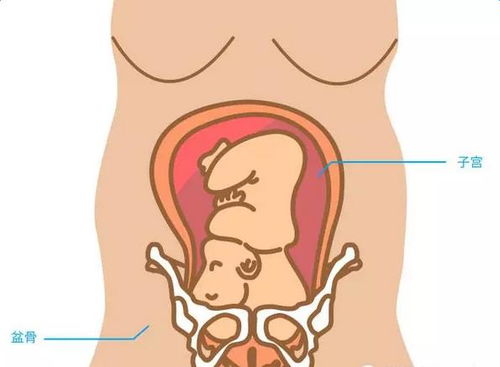 孕妇耻骨位置图 图片欣赏中心 急不急图文 Jpjww Com
