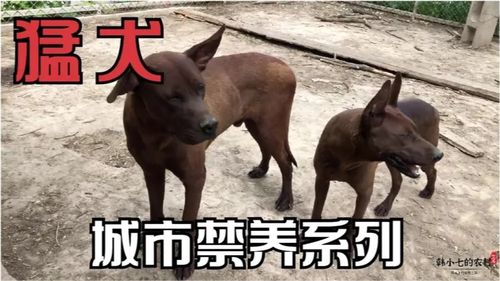 红狼犬生性凶猛,却衷心护主看家护院数第一,城市禁养的猛犬系列 