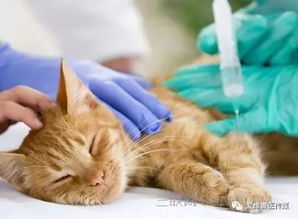 关于狗狗和猫咪打疫苗的若干重要常识