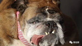 世界最丑狗大赛 获得冠军的竟然是这只狗 