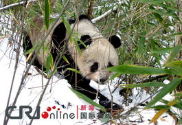 陕西佛坪 直击大熊猫的冬训生活 