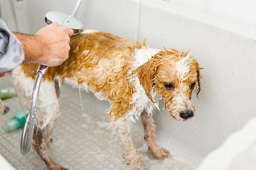 给狗狗洗澡水温不宜过高 水温超过38 ,容易给狗狗心脏造成压力