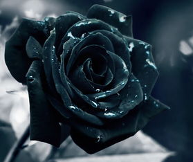 黑色玫瑰花语,黑玫瑰花语象征与寓意