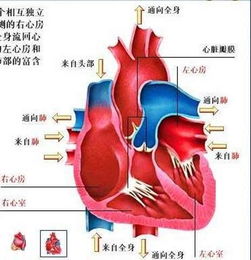 血液循环系统的肺循环