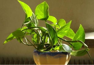 绿萝怎么移盆,绿萝是一种常见的室内植物，因其易于养护和具有空气净化的功能而广受欢迎