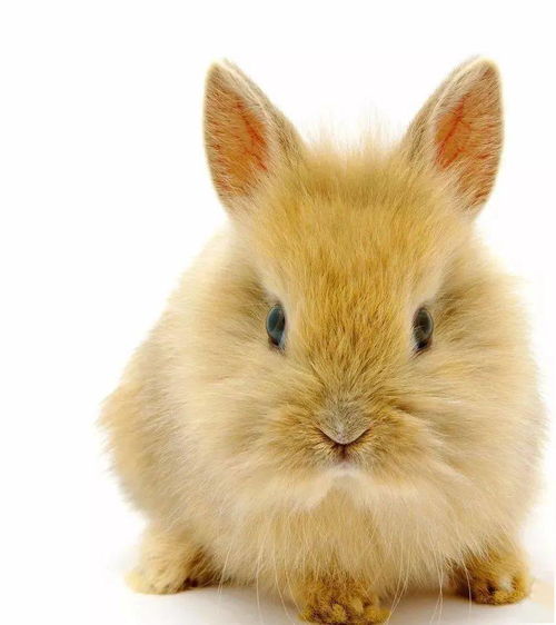 养兔子常见误区及注意事项