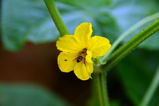 木匠小菜园里的昆虫与动物世界 重点关注,捧在掌心里的母蛤蟆 中关村在线摄影论坛 