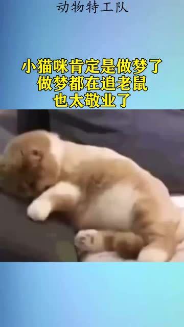 小猫咪肯定是做梦了,做梦都在追老鼠,也太敬业了 