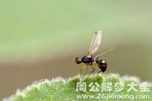 梦见飞翔的蚂蚁是什么意思